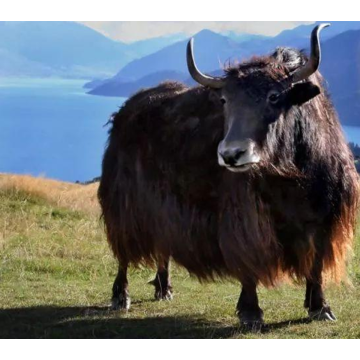 Péptido de colágeno de hueso de yak